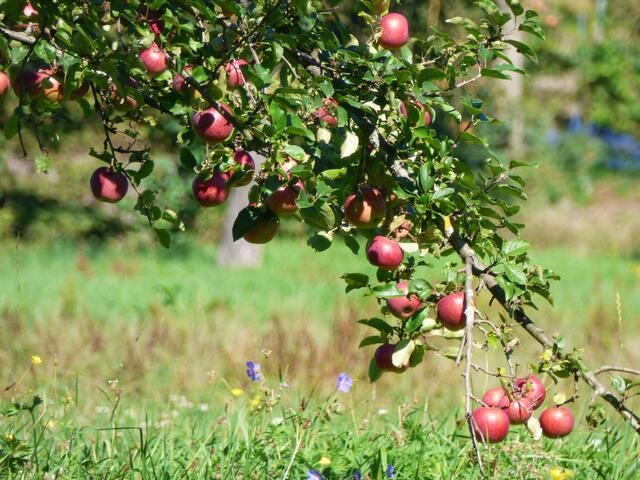 Die Äpfel leuchten und warten auf die Ernte.
