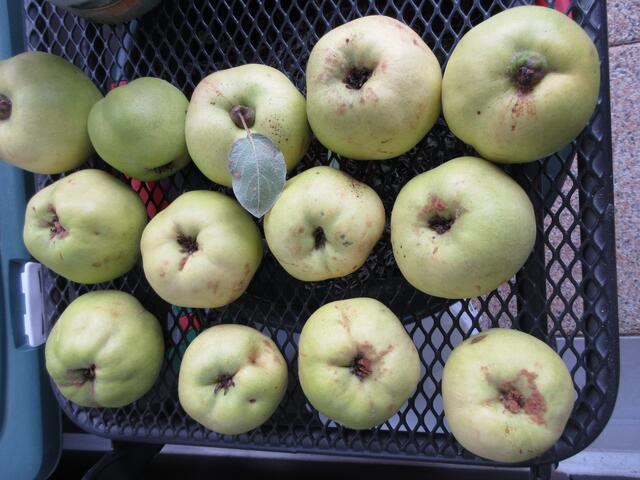 Fast alle Damen haben sich eine Tasche voll Quitten mitgenommen.