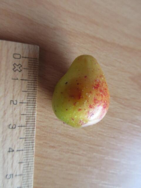 Die Früchte des Speierlings sind manchmal mehr birnen- und bei anderen Bäumen mehr apfelförmig. Hier die Größe im Vergleich. Auch Sperberbaum genannt ist der Baum in BW aufgrund seiner Seltenheit in die Vorwarnstufe der Roten Liste eingestellt.