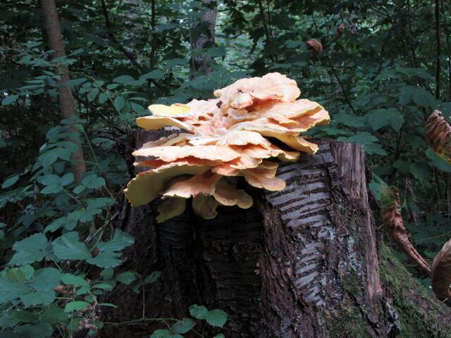Vermutlich der gemeine Schwefelporling, ein besonders schönes Exemplar ... roh auf jeden Fall giftig. Ganz jung soll man ihn angeblich essen können. Wir schauen lieber.