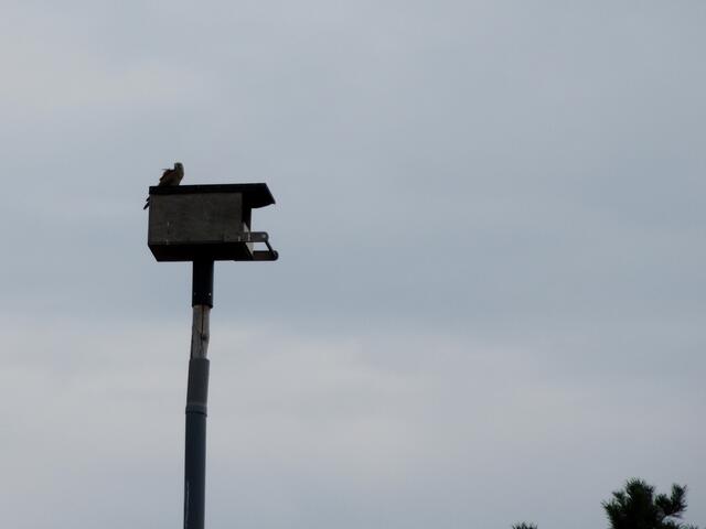 Ein Turmfalke, der auf der Waldheide seinen Standort hat.