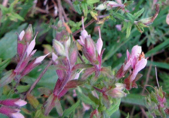 Der Rote Zahntrost. Ein Halbschmarotzer, der zu den Sommerwurzgewächsen gehört und spät im Jahr noch die Wildbienen nährt. So zum Beispiel die spät noch fliegende Sägehornbiene.