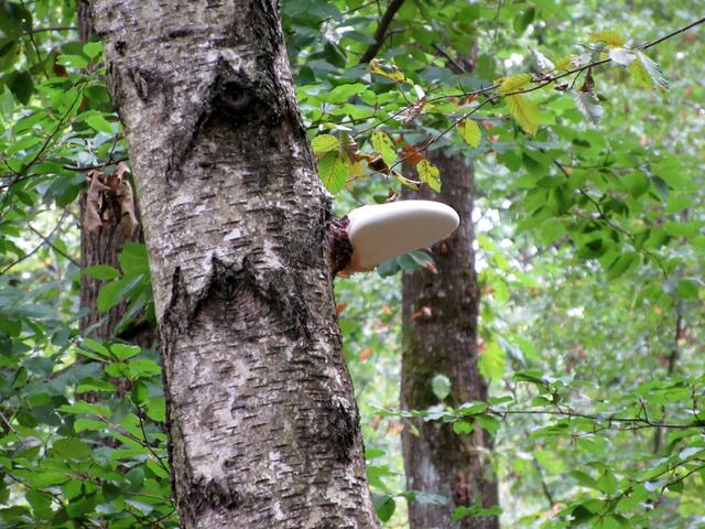 Dieser Pilz ließ sich nicht näher bestimmen, da er so hoch am Baum hängt, dass man nicht drauf sehen konnte.