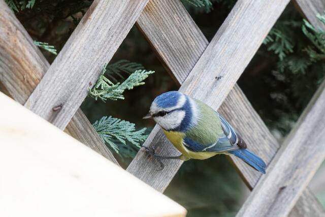 Soll ich mich trauen?