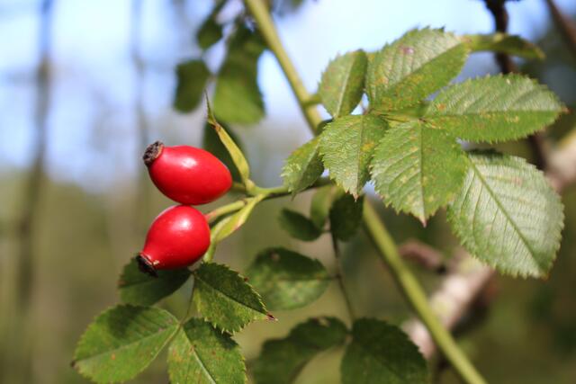 Hagebutten