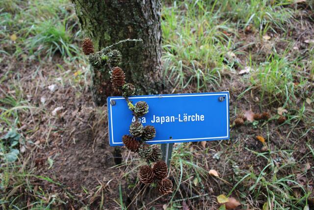Japan Lärche Zapfen
