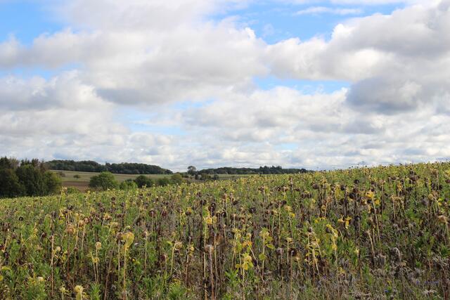 verblühtes Sonnenblumenfeld