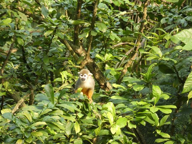 "Pippi Langstrumpfs" Äffchen