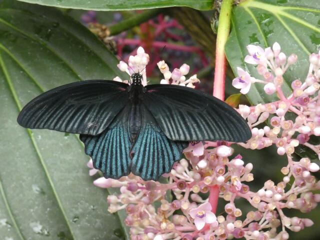 Filigrane Schönheit