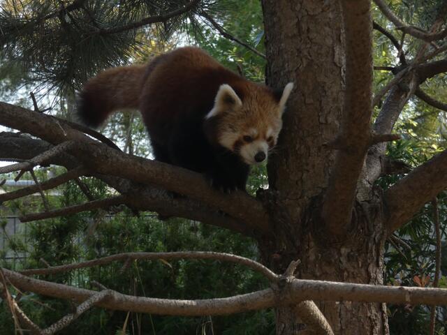 Kleiner Panda mit "Tarnfarbe"