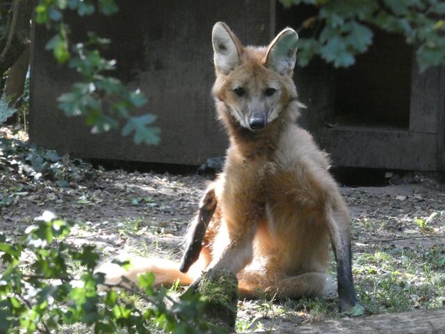 In Pose gesetzt (Mähnenwolf)