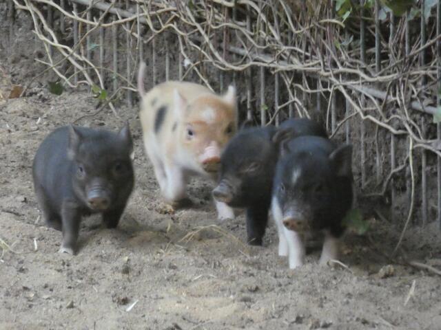 im Schweinsgalopp unterwegs