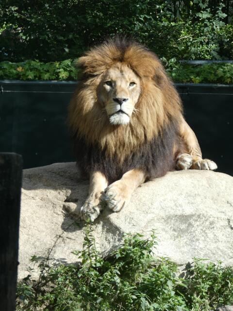 Ein stattlicher Bursche