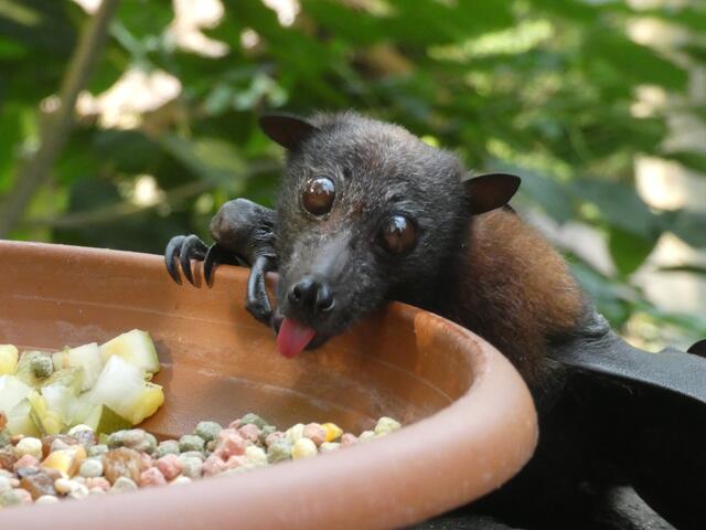Zunge rausgestreckt und abgeflogen...
