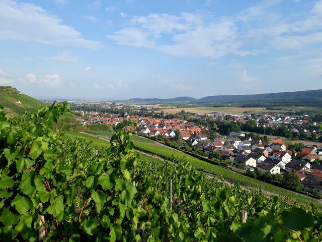 Aussichtspunkt im Weinberg oberhalb von Pfaffenhofen
