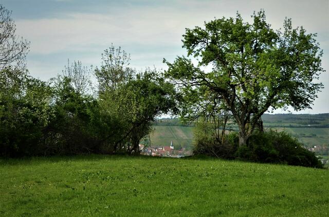Pfaffenhofen durch die Bäume