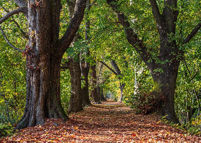 Allee am Salinenkanal