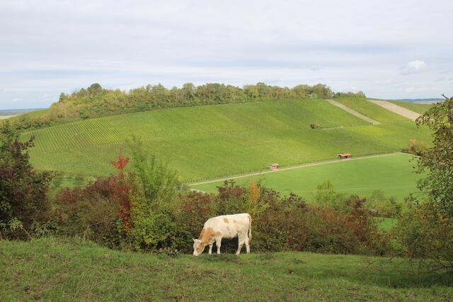 Bretzfeld-Lindelberg