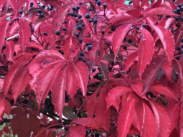 Pflanze "Roter Wein" im Garten des Restaurants Anne-Sophie in Künzelsau