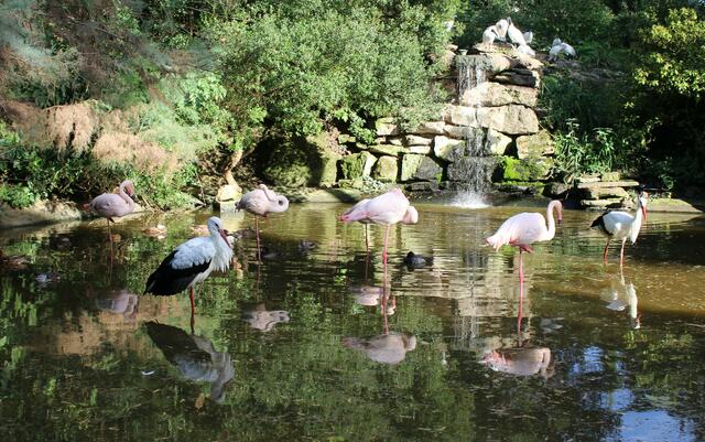 Störche und Flamingos