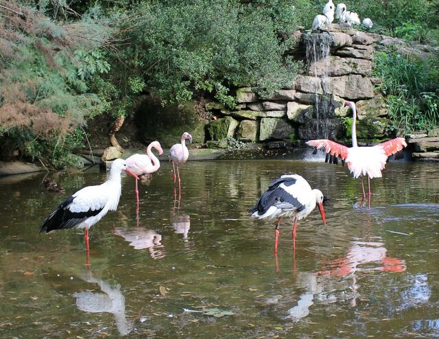 Storch und Flamingos