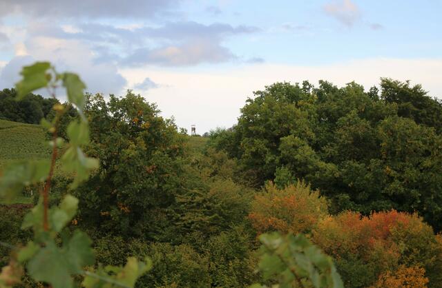 Hochsitz in Michelbach am Wald