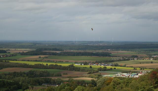 Waldenburg Ausblick: Der rote Milan zieht seine Kreise
