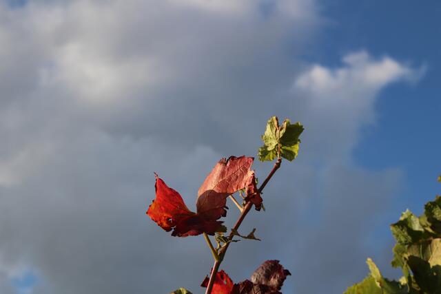 herbstliches Weinlaub