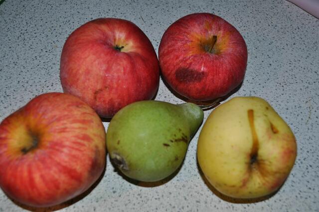 vermackte Äpfel und Birne, die nicht gelagert werden können. | Foto: Daniela Somers