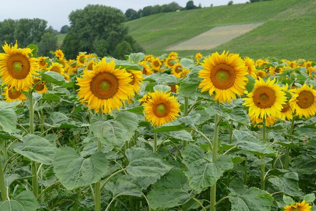 Sonnenblumen in Pfaffenhofen