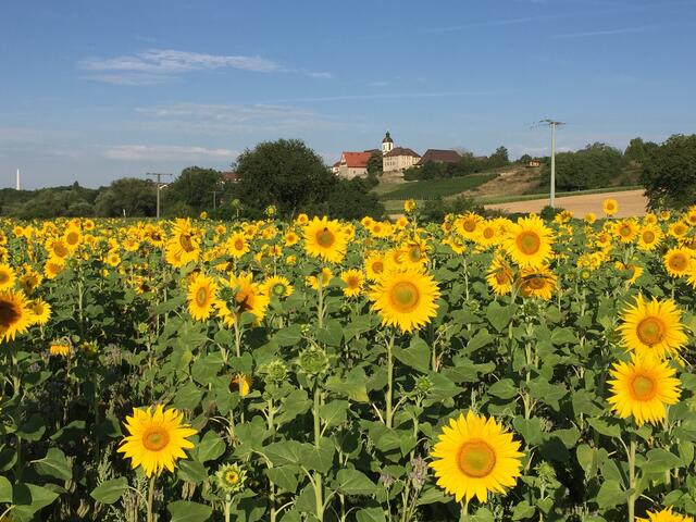Sonnenblumenfeld im Jagsttal bei Duttenberg