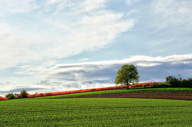 einzelner Baum vor rotem Weinberg