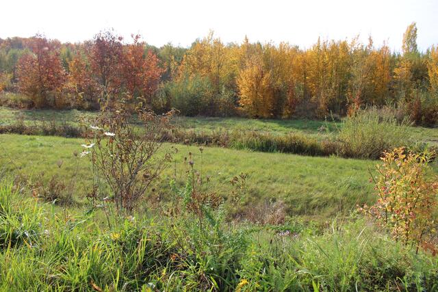bunte Wälder und Pflanzen