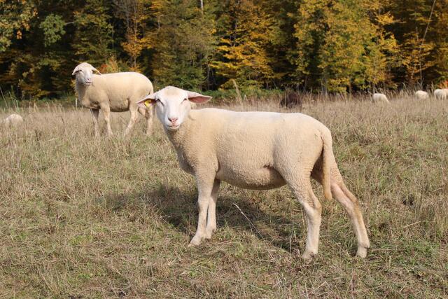 Schafe: es ist Herbst