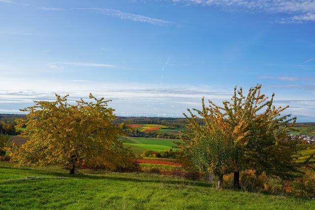 Bäume und Weinberge bei Kleingartach
