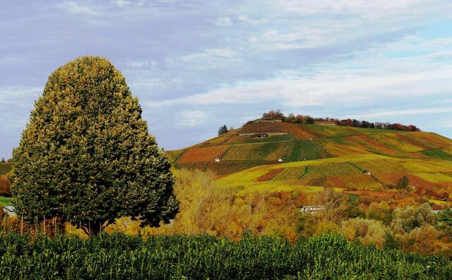 Das Herbstkleid des Scheuerberg