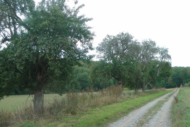 Birnbäume Holzbrunnen Niederhofen
