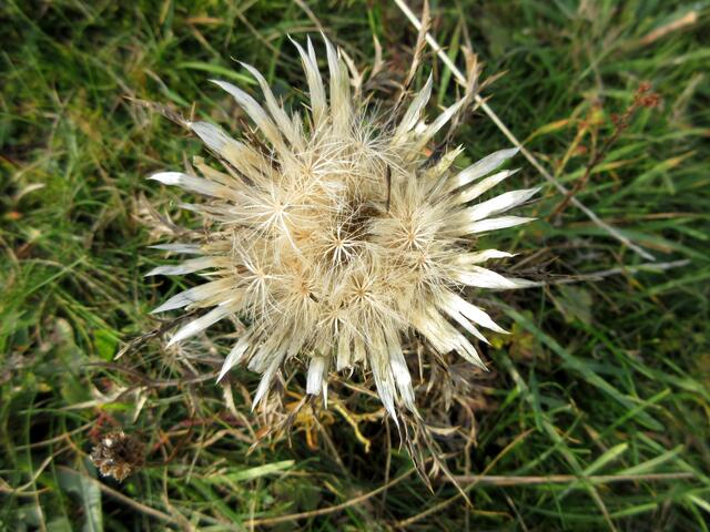 Silberdistel am Hohenbol