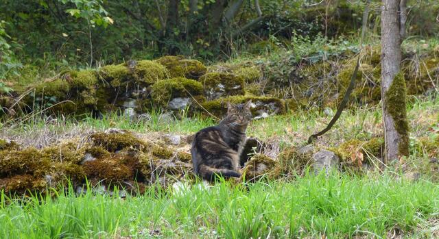 Auf dem Weg zum "Kammertenberg" saß würdevoll diese Katze und schaute zu mir herab.