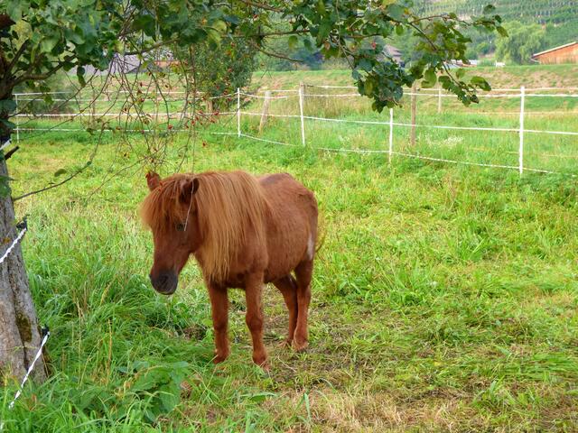Das Pony guckt etwas verlegen.....
