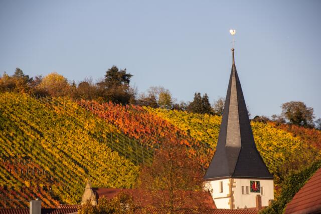 Kirchturm eingebettet von Weinbergen im Herbst