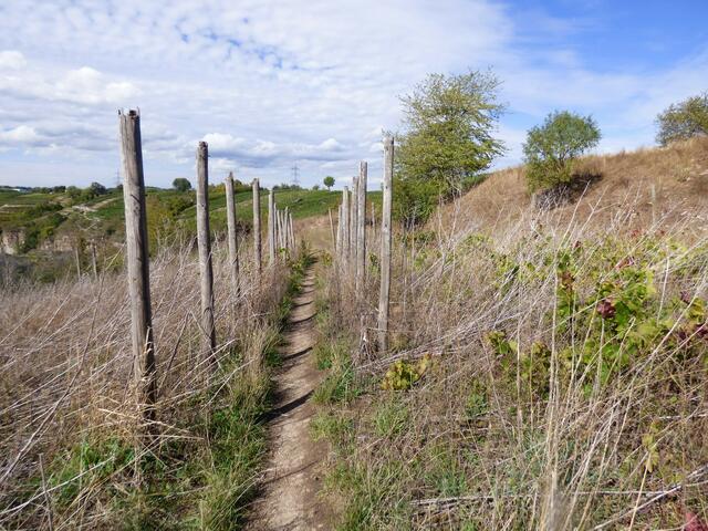Weiter führt der Pfad zu den Weinbergen.....