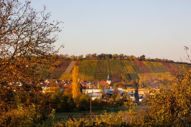 Weinbergblick auf Pfaffenhofen