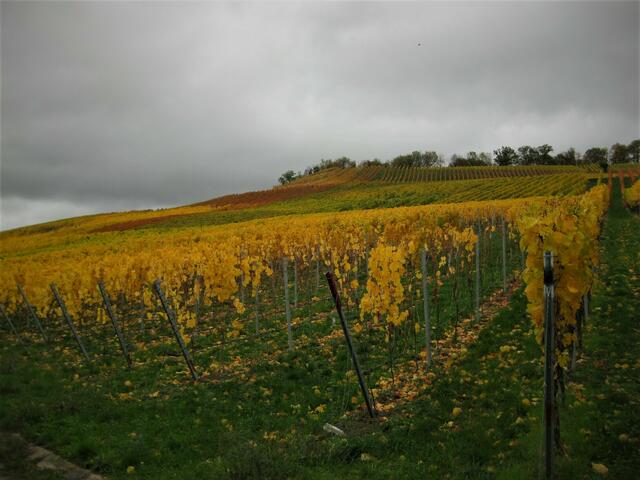 Herbstgold in den Weinbergen von Weinsberg