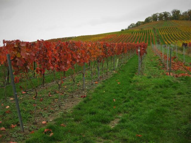 Herbstliche Farbenpracht