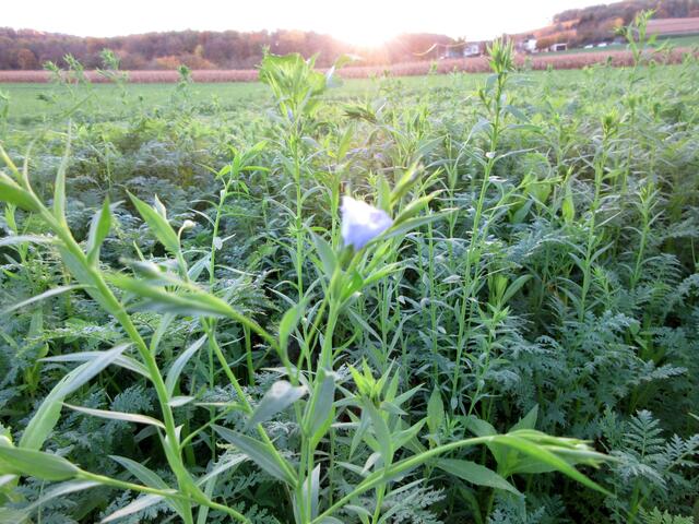Es ist so warm, dass der Gemeine Lein (Flachs) auch nochmal blüht