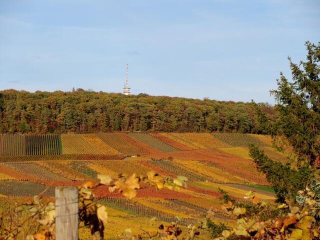 Die Weinberge, das ist der Altenberg in Flein, dahinter kommt dann erst die Schneise mit dem Autobahnzubringer nach Untergruppenbach und dann erst der Schweinsberg, die Bilder täuschen bei den Entfernungen.