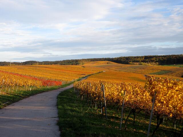 Die Anhöhe mitten im Bild ist der letzte Ausläufer des Eselsberg, dahinter entspringt der Deinenbach und das Gewann heißt "Fuchssprung".