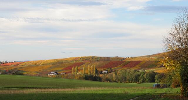 Toskana? Nö, Flein Hagelsberg