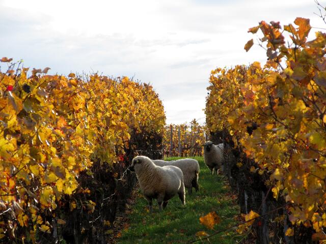 Schafe im Weinberg